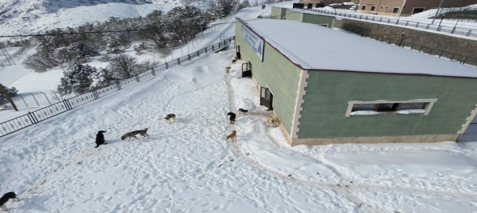 Belediyeden Sert Yanıt: “Barınak Üzerinden Algı Operasyonu Yapılıyor”
