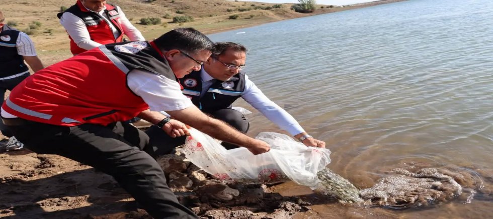 Gümüşhane Baraj ve Göletlerine 257 Bin Sazan Yavrusu Bırakıldı