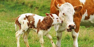 2. Dönem Buzağı Destekleme Başvuruları Başladı