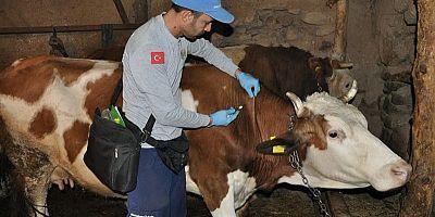 2021 YILI HAYVAN AŞILAMA ÇALIŞMALARI 