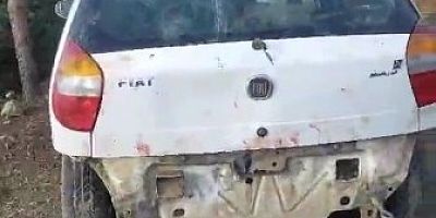 Aç kalan ayı otomobilin camını kırıp içine girdi