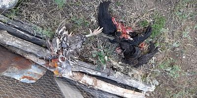 Aç kalan ayılar 2 günde 28 tavuğu telef etti