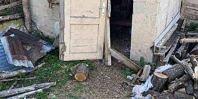 Aç kalan ayılar yayla evlerinden sonra köylerdeki kümeslere dadandı