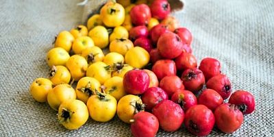 Alıç bahçeleri kurulacak