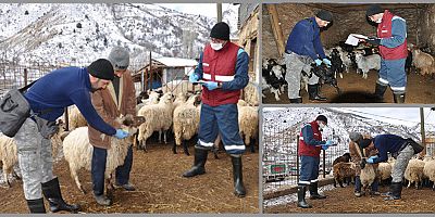 ANAÇ KOYUN KEÇİ DESTEĞİ İÇİN TESPİT DEVAM EDİYOR