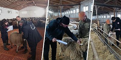 Anaç Koyun ve Keçilerde önce kayıt sonra destek