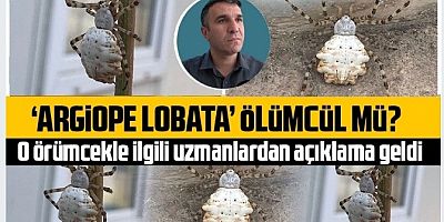 ‘Argiope lobata’ örümceği ölümcül mü?