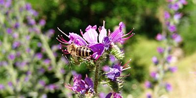Arıcılara Destek Amaçlı Şeker Satışı