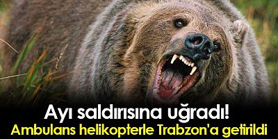 Ayı saldırısına uğradı!Helikopterle Trabzon'a Getirildi
