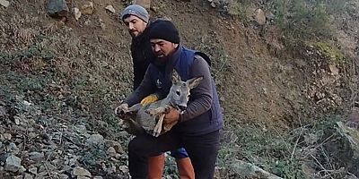 Başıboş köpeklerden kaçıp boş alabalık havuzuna düşen dişi karacayı kurtardılar
