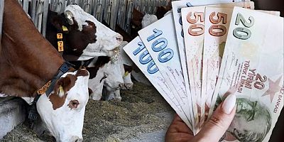 Büyükbaş ve Küçükbaş Hayvancılık Desteklemeleri İçin Başvurular Başlıyor