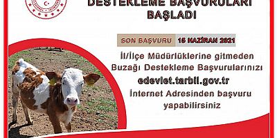 Buzağı desteklemesi müracaatları başladı