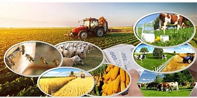 Çiftçilere Ödenecek Tarımsal Destekler Belli Oldu