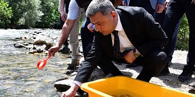 Çit Deresine 10 Bin Adet Alabalık Yavrusu Bırakıldı.