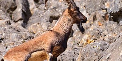 Dağ keçisi vurmanın cezası 60 bin lira oldu