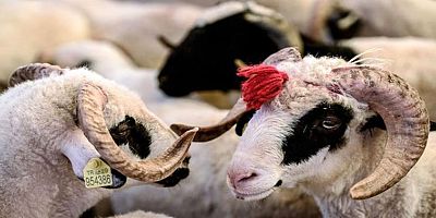 Damızlık Koç Teke Alımına %50 Hibe Destek Verilecek