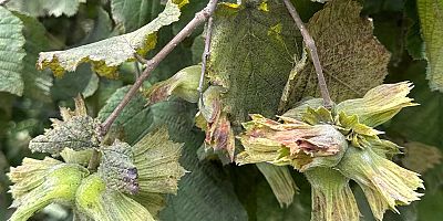 Doğu Karadeniz'de fındık ihracatında lider Giresun oldu!