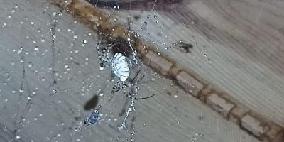Dünyanın En Zehirli Örümceklerinden Biri Kelkit'te Görüldü