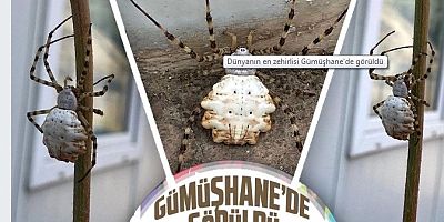 Dünyanın en zehirlisi Gümüşhane'de görüldü