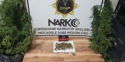  evinde kenevir yetiştiren ve uyuşturucu ele geçirilen şahıs gözaltına alındı