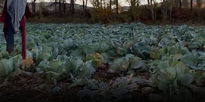 Gerdekhisar Köyü’nde Lahana Hırsızlığı: