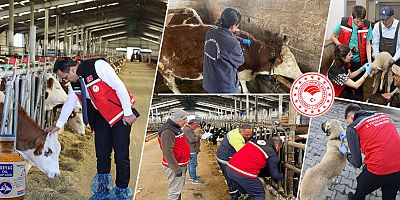 Gümüşhane’de 2025’te 241 Bin Hayvana Aşılama Yapıldı