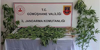 Gümüşhane’de 21 kök hint keneviri ele geçirildi