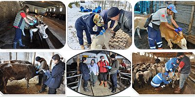 Gümüşhane’de 214 bin hayvan aşılandı