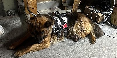 Gümüşhane’de ağızlıksız köpek gezdiren şahsa 6 Bin 923 TL ceza