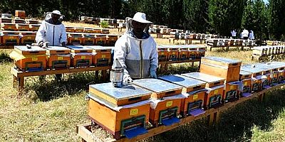 Gümüşhane’de Arıcılara Şeker Desteği