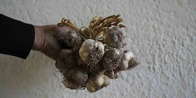 Gümüşhane’de ata tohumu 