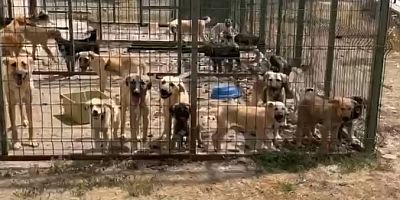 Gümüşhane’de belediyeye ait hayvan barınağında köpeklerin açlık ve susuzluktan öldüğü iddiası