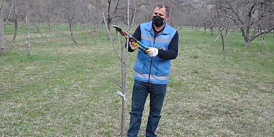 GÜMÜŞHANE’DE BUDAMA SEZONU BAŞLADI