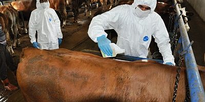 Gümüşhane'de Hayvanlar Keneye Karşı İlaçlanıyor