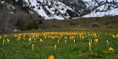 Gümüşhane’de iki mevsim bir arada: Bir yanda kar, bir yanda çiçek