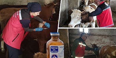 Gümüşhane’de ilkbahar dönemi şap aşılama kampanyası başladı