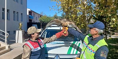 Gümüşhane’de Jandarma’dan yaralı kızıl şahine uzanan şevkat eli