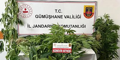 Gümüşhane’de jandarmadan kenevir operasyonu: 61 kök ele geçirildi