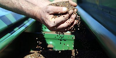 Gümüşhane’de karabuğday çiftçilerin umudu oldu