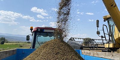 GÜMÜŞHANE’DE KARABUĞDAY HASADI YAPILDI