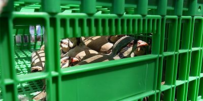 Gümüşhane’de keneyle mücadele için 400 keklik doğaya salındı