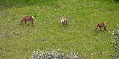Gümüşhane’de kızıl geyikler doğal ortamlarında görüntülendi