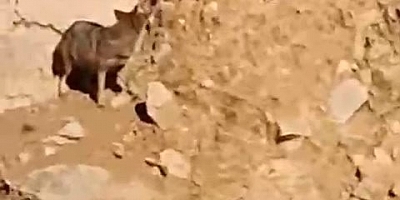 Gümüşhane’de kurtlar ana yola kadar indi