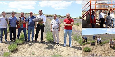 Gümüşhane’de Lavanta Hasadı Başladı
