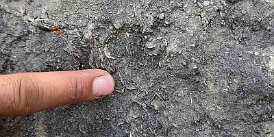 Gümüşhane’de milyonlarca yıllık deniz fosili yatağı bulundu