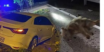 Gümüşhane'de otomobilin çarptığı ayı telef oldu