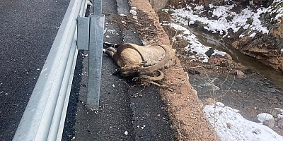 Gümüşhane’de otomobilin çarptığı koruma altındaki yaban keçisi telef oldu