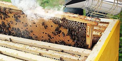 Gümüşhane’de ‘Plakalanmamış’ Arıcılara İzin Yok!