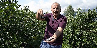 Gümüşhane’de ‘süper meyve’ aronya yüksek verime ulaştı