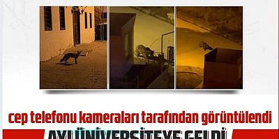 Gümüşhane’de üniversiteye ayı girdi